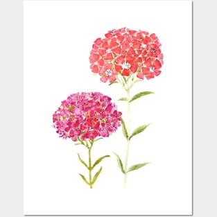 red pink purple Sweet William flower Posters and Art